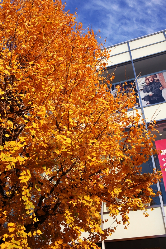 印象东京(原宿,表参道,银座etc 多照片)-旅游先遣