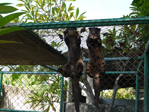 巴厘岛环岛潜水游 Bali Diving Safari(上)
