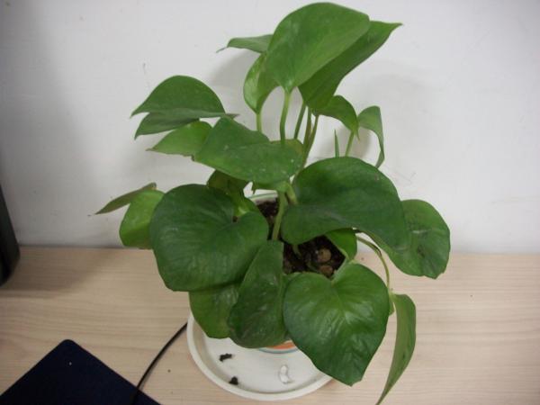 我来秀花草啦-花鸟鱼虫-居家生活-杭州19楼