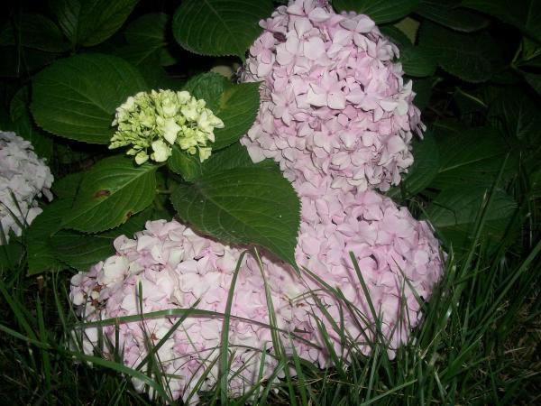 我来秀花草啦-花鸟鱼虫-居家生活-杭州19楼