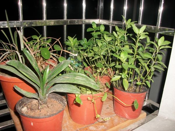 我来秀花草啦-花鸟鱼虫-居家生活-杭州19楼