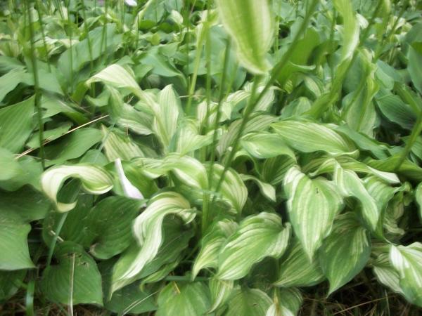 我来秀花草啦-花鸟鱼虫-居家生活-杭州19楼