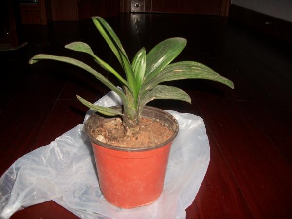 我来秀花草啦-花鸟鱼虫-居家生活-杭州19楼