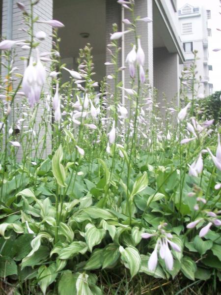 我来秀花草啦-花鸟鱼虫-居家生活-杭州19楼