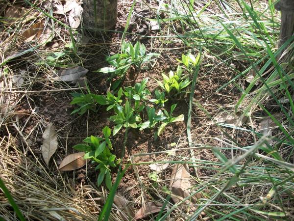 我来秀花草啦-花鸟鱼虫-居家生活-杭州19楼