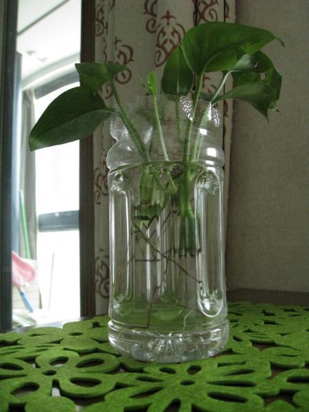 今年四月份刚刚开始培育的水培绿萝,暂时没有找到满意的花瓶,用果粒橙
