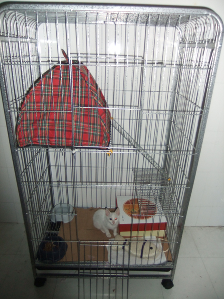 <em>MILK</em>之猫咪日记【<em>姐妹</em>秀85,86楼 11.02】-第2