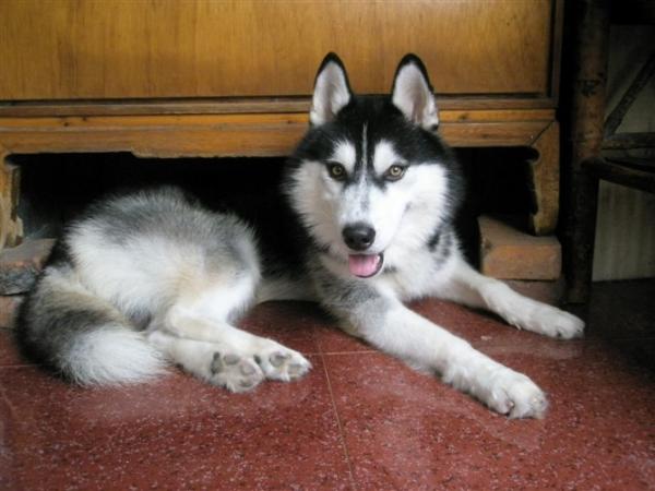 我家哈士奇公找母哈士奇交配-家有宠物-杭州19楼