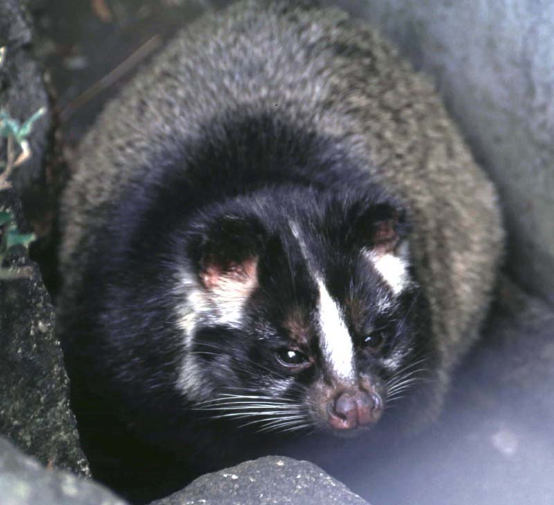 是不是果子狸 咬了我弟弟?-转贴之王-杭州19楼