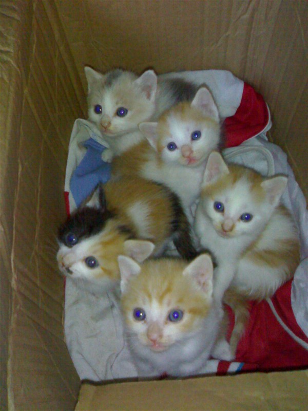 猫咪 2个星期左右后可以送人了-家有宠物-杭州