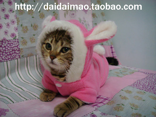 如何给狗狗买衣服~-家有宠物-杭州19楼