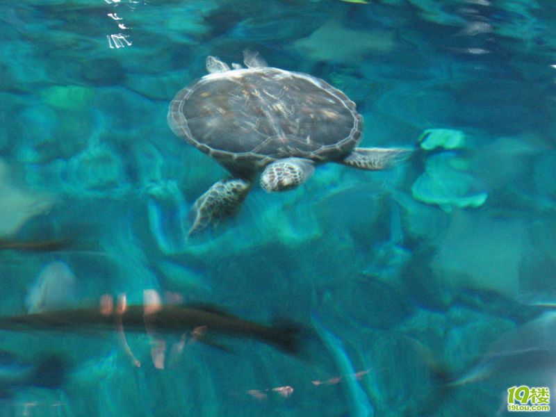 香港出行攻略---玩乐海洋公园(ghxac)-结伴游玩