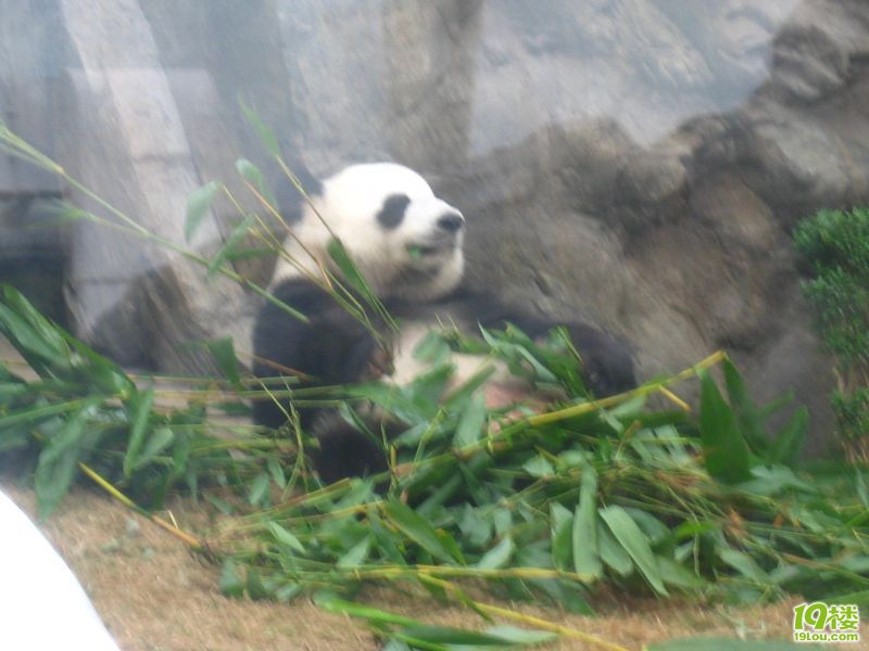 香港出行攻略---玩乐海洋公园(ghxac)-结伴游玩