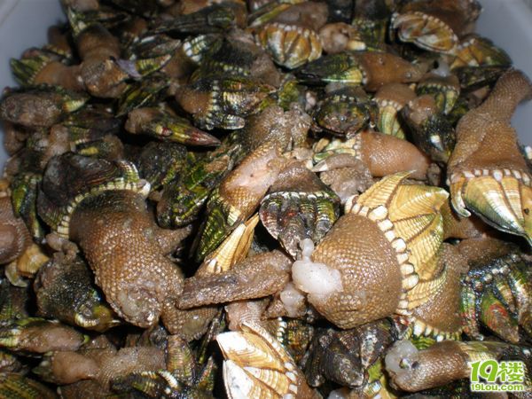 霞关海鲜,太好吃了-宁波美食-宁波19楼