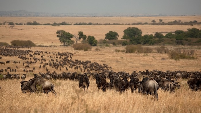 ★7月狂野肯尼亚全景动物大迁徙旅行召集!★-