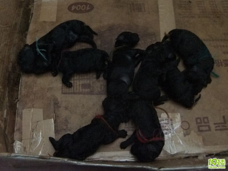 被狗咬主人不马上处理的还是报警好,不要妇人