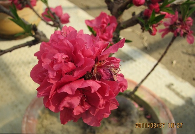 骑行日记327凤桥桃花节多图