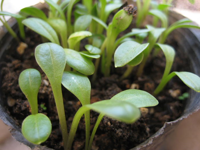      播下一周的时候 迷你小丽花