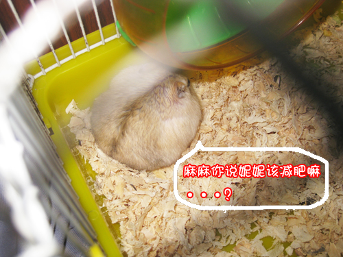 【西塘&杭州】兔子新人贴 各种tee和小物 小仓