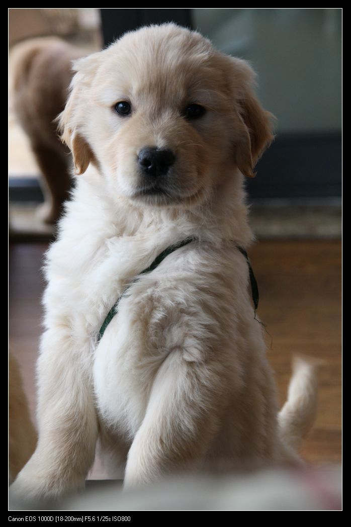 3个半月照更新金毛白色圣诞11个孙子孙女分享喜悦