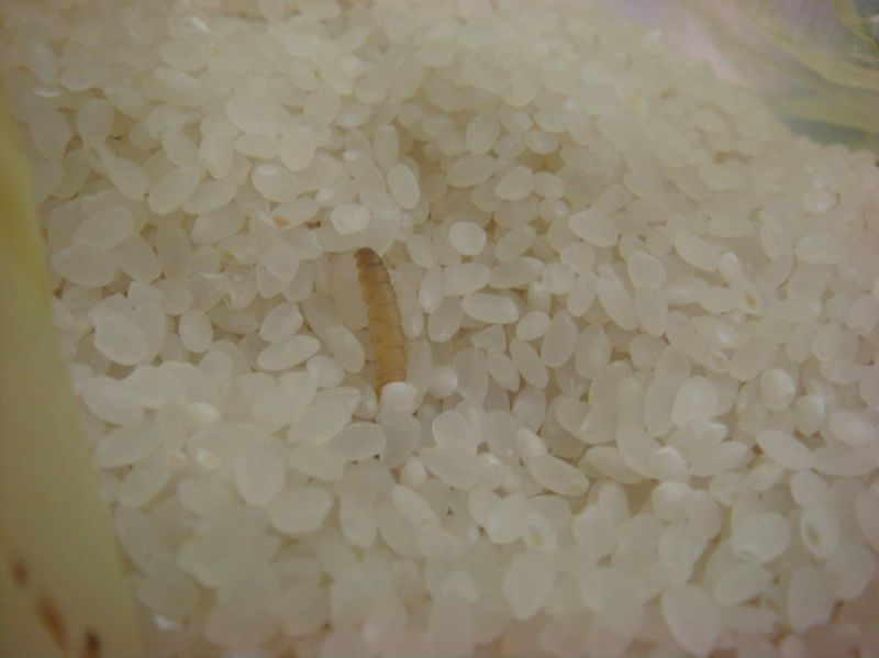 椒江欧尚超市的五芳斋大米长虫子