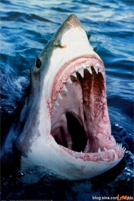 最可怕的鲨鱼攻击人类外出旅游一定要小心啊